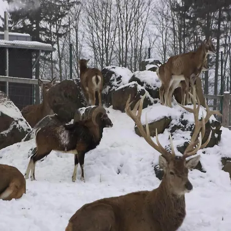 Blockhaus Im Harz Fuer Familien * Benneckenstein
